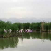 ǱĬ